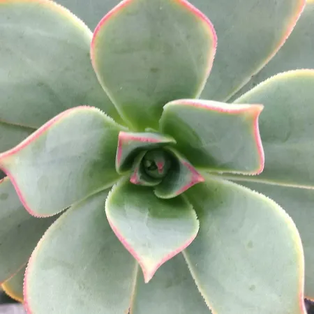 Дом отдыха La Tabaiba Piscina Compartida Adultos Maguez